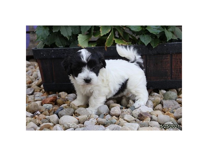 Coton De Tulear Available 6/24DOGFemaleBlack / White3189147
