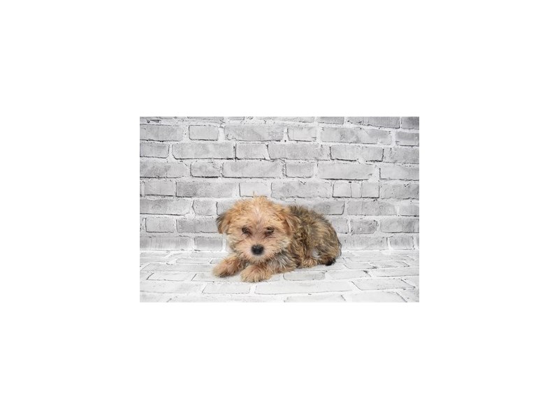 Morkie Available 7/8DOGMaleGold3209533PetCenter Old Bridge