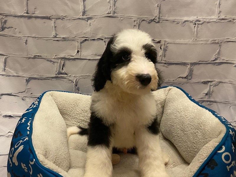 Sheepadoodle Available 7/22DOGMaleBlack / White3228905PetCenter