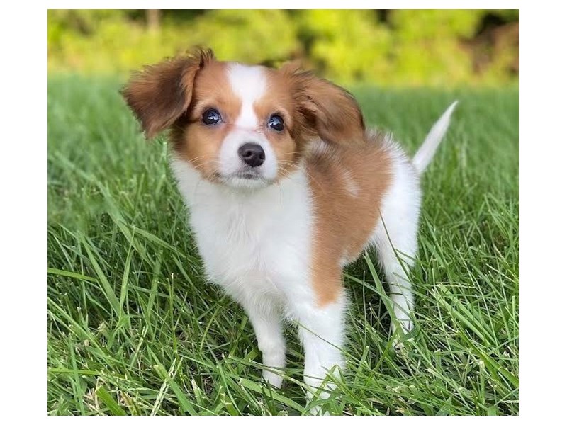 PapillonDOGFemaleBrown / White3275671PetCenter Old Bridge