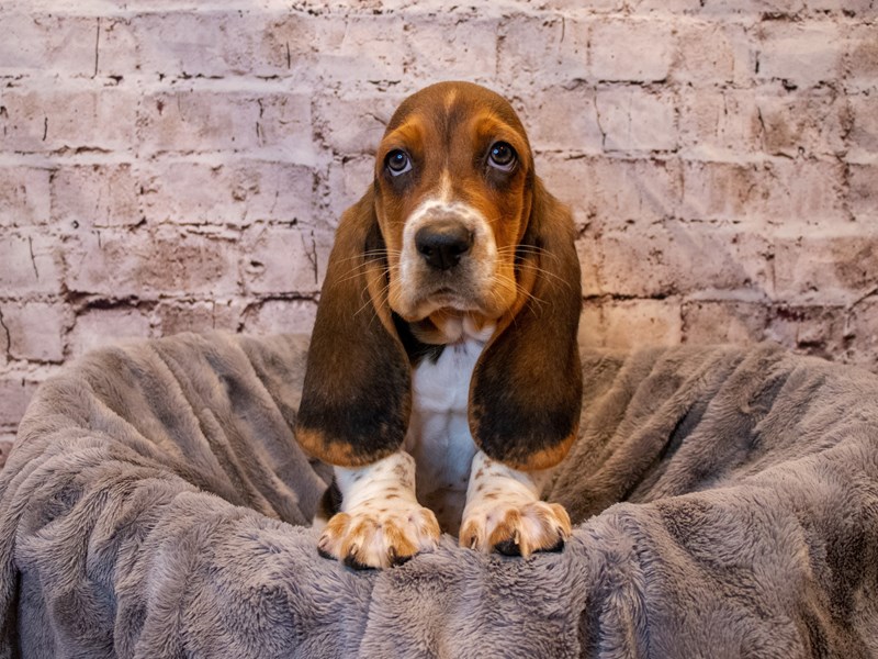 Basset HoundDOGMaleBlack Brown and White3377409PetCenter Old Bridge