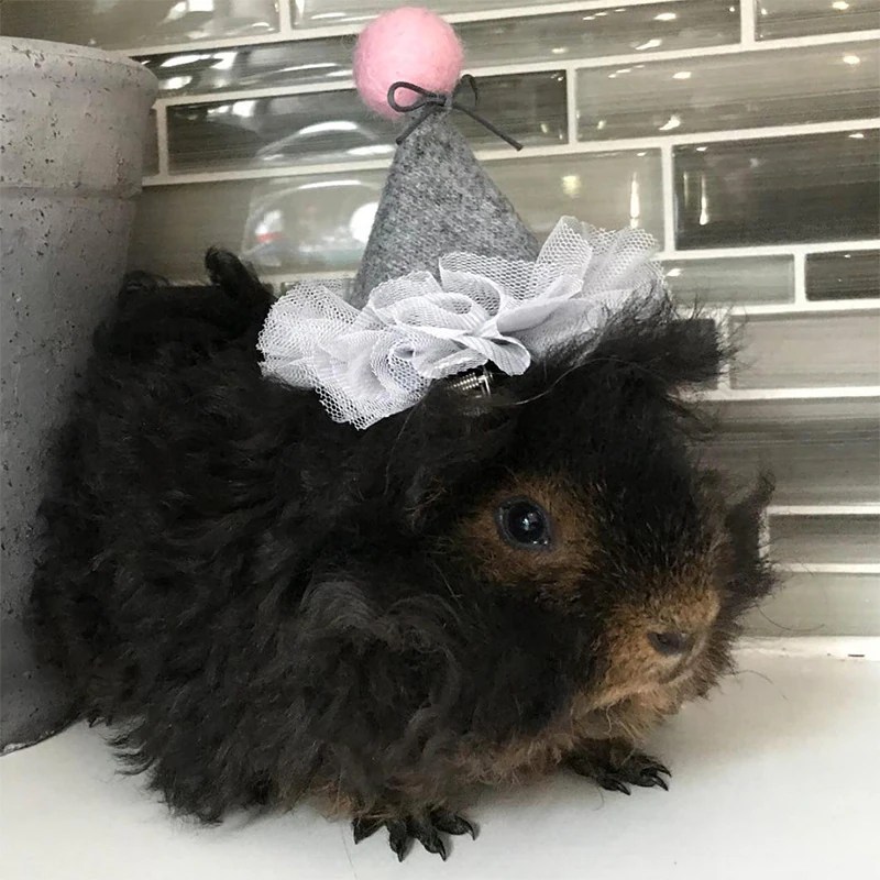 13 Epically Cute Guinea Pig Costumes That Win Halloween