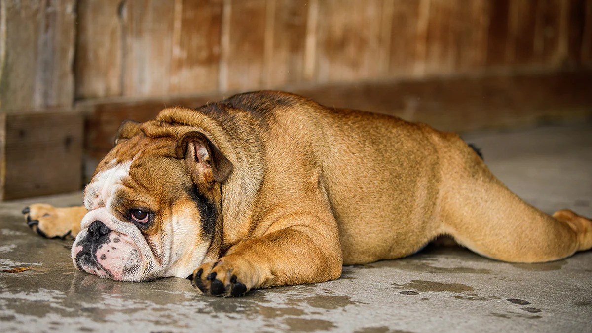 Dog Skin Conditions What Causes Hot Spots On Dogs?