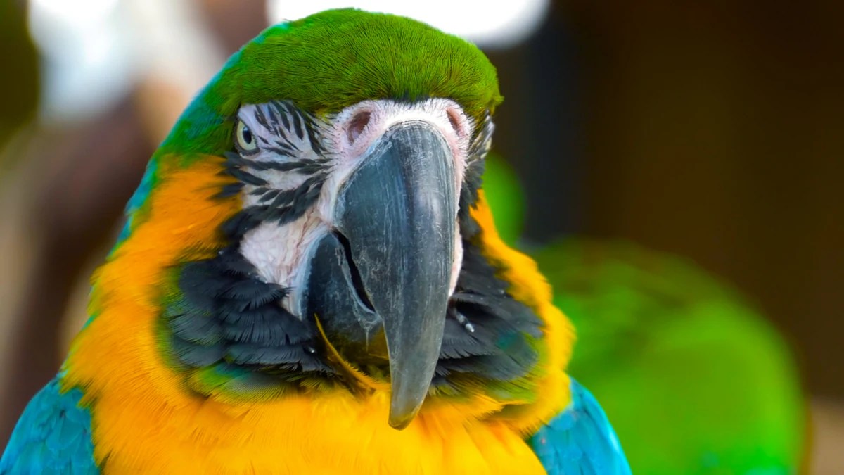 Bird Beak Anatomy Pet Central by Chewy