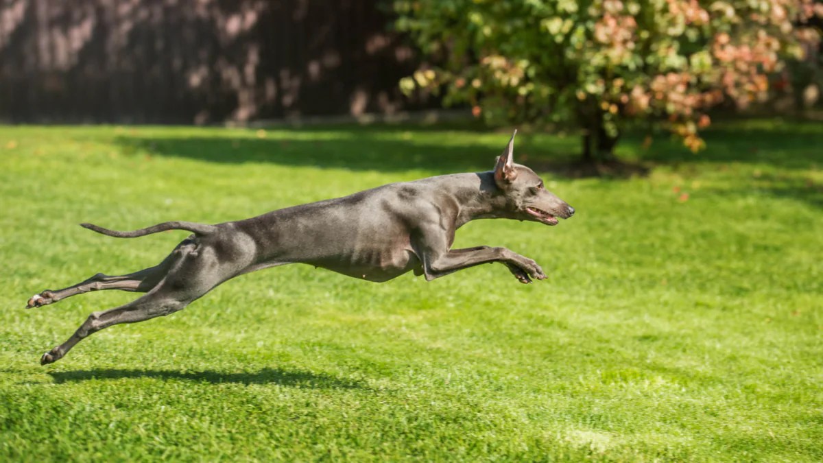 Why Are Greyhounds So Fast? (And Are They Faster Than Racehorses
