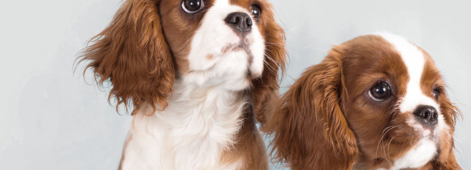 Pet Supplies Honesdale PA Pet Food Honesdale PA Pet Central