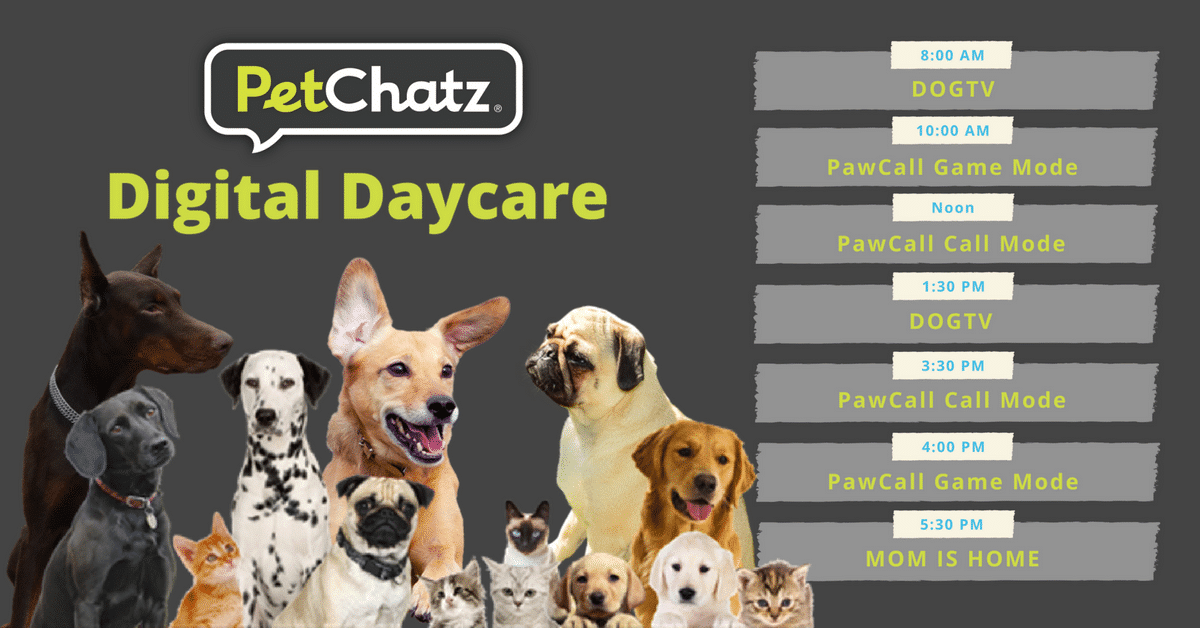 Digital Daycare for the Home Alone Dog and Cat