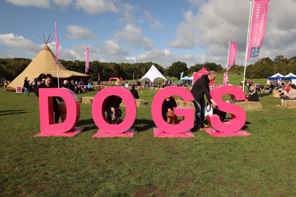 What Are Sunday Big Dog Walks? PET CHECK UK