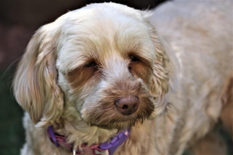 5 Best Dog Beds For Cockapoos 2023 Reviews & Buying Guide