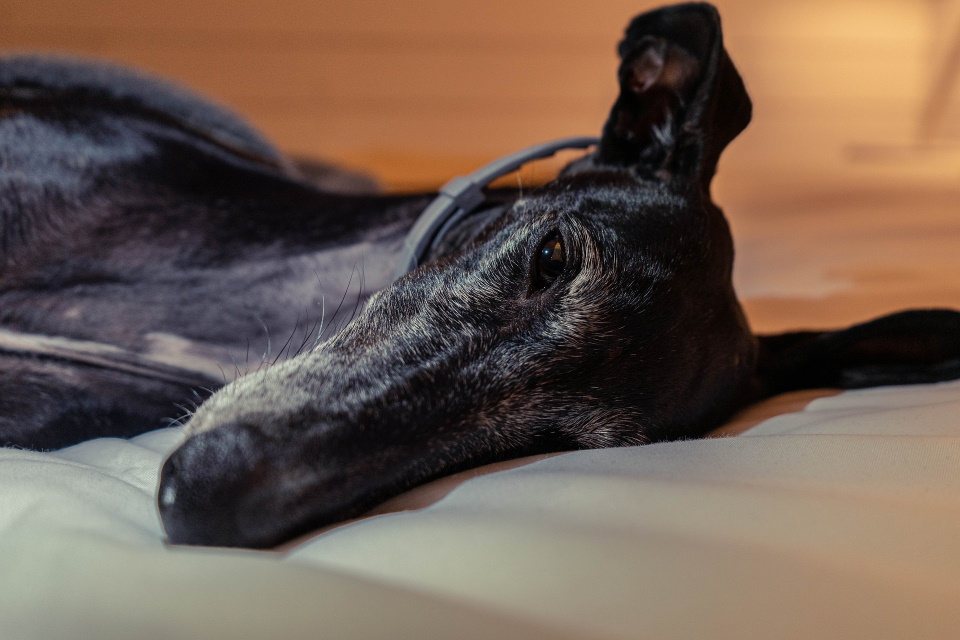 6 Best Dog Beds For Greyhounds 2023 Reviews & Buying Guide Pet Citadel