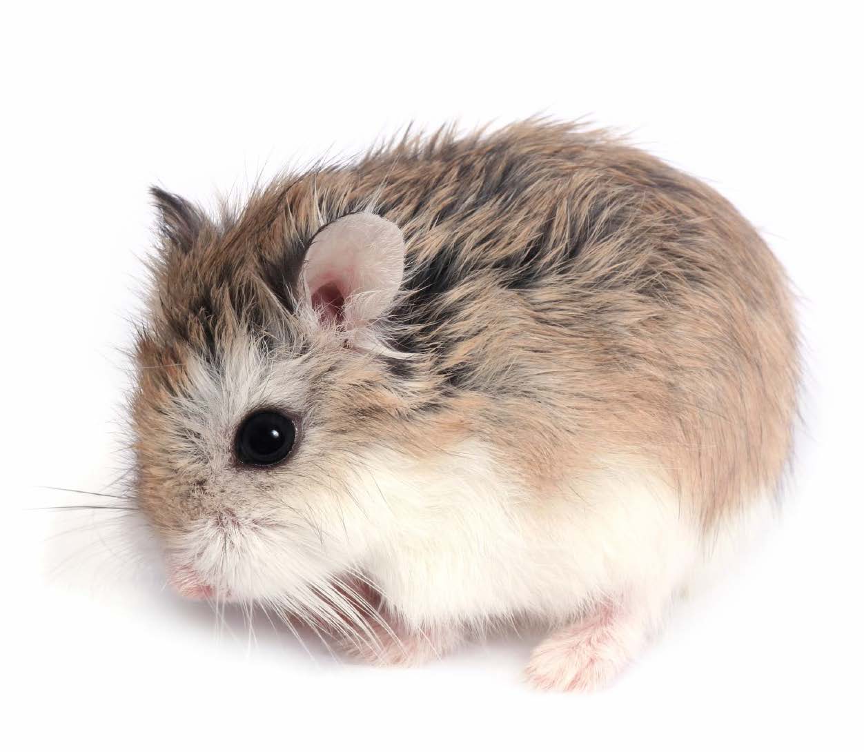 Roborovski Dwarf Hamsters