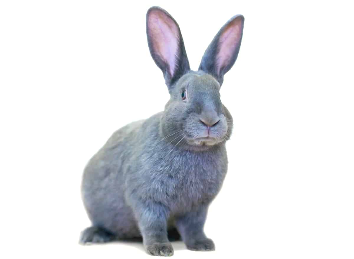 Rabbits for Sale near me Bunnies for Sale Page 32 of