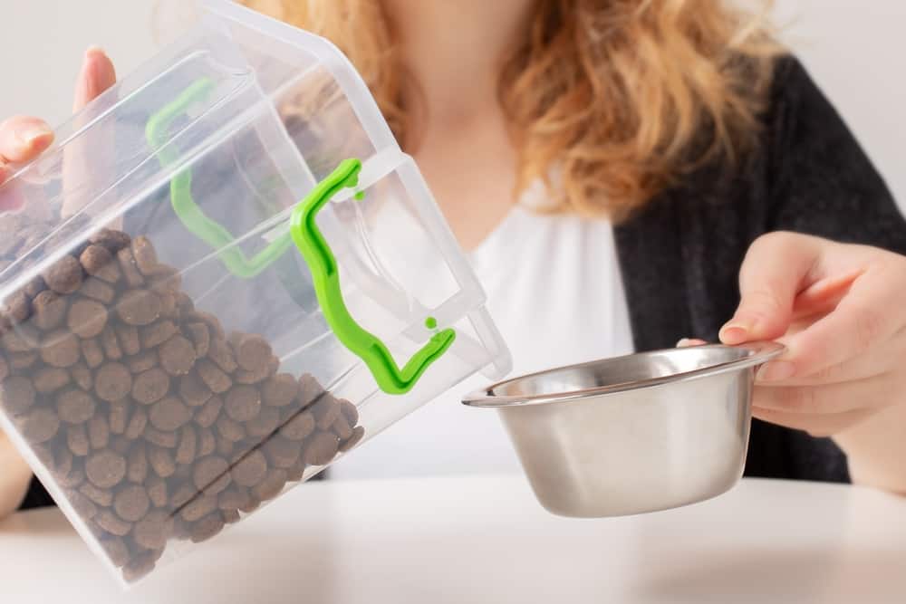 Tips to Discourage Your Cat from Jumping on Counters