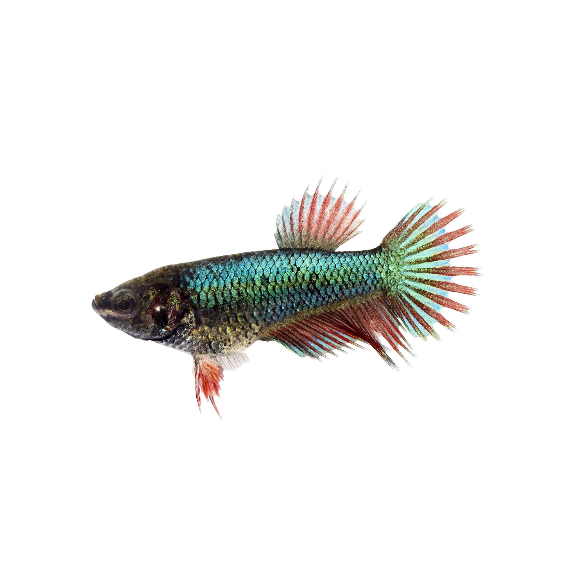 Female Crowntail Betta Fish Siamese Fighting Fish Extra Large Petco