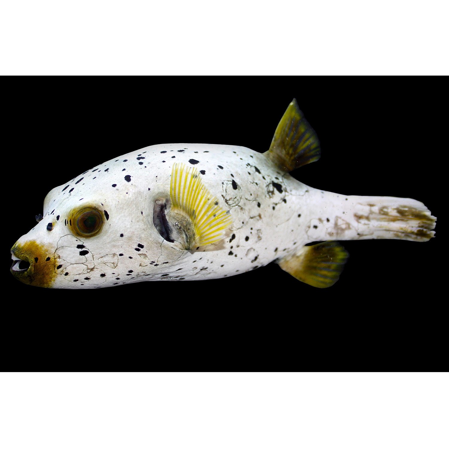 Dog Face Puffer Petco