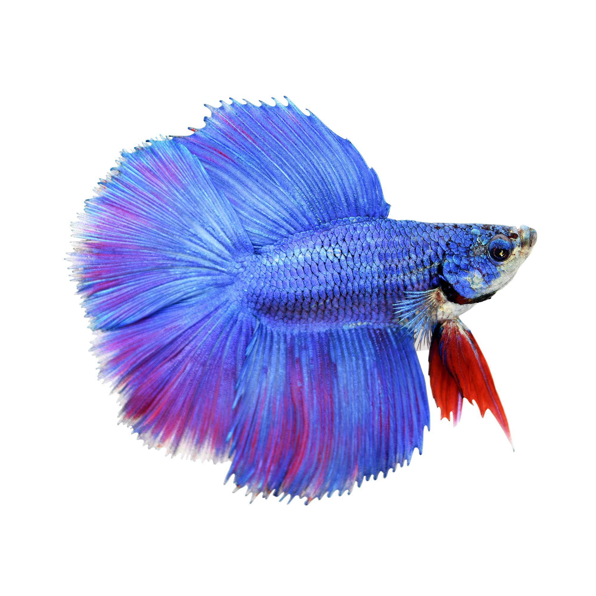 Male Halfmoon Doubletail Betta Petco