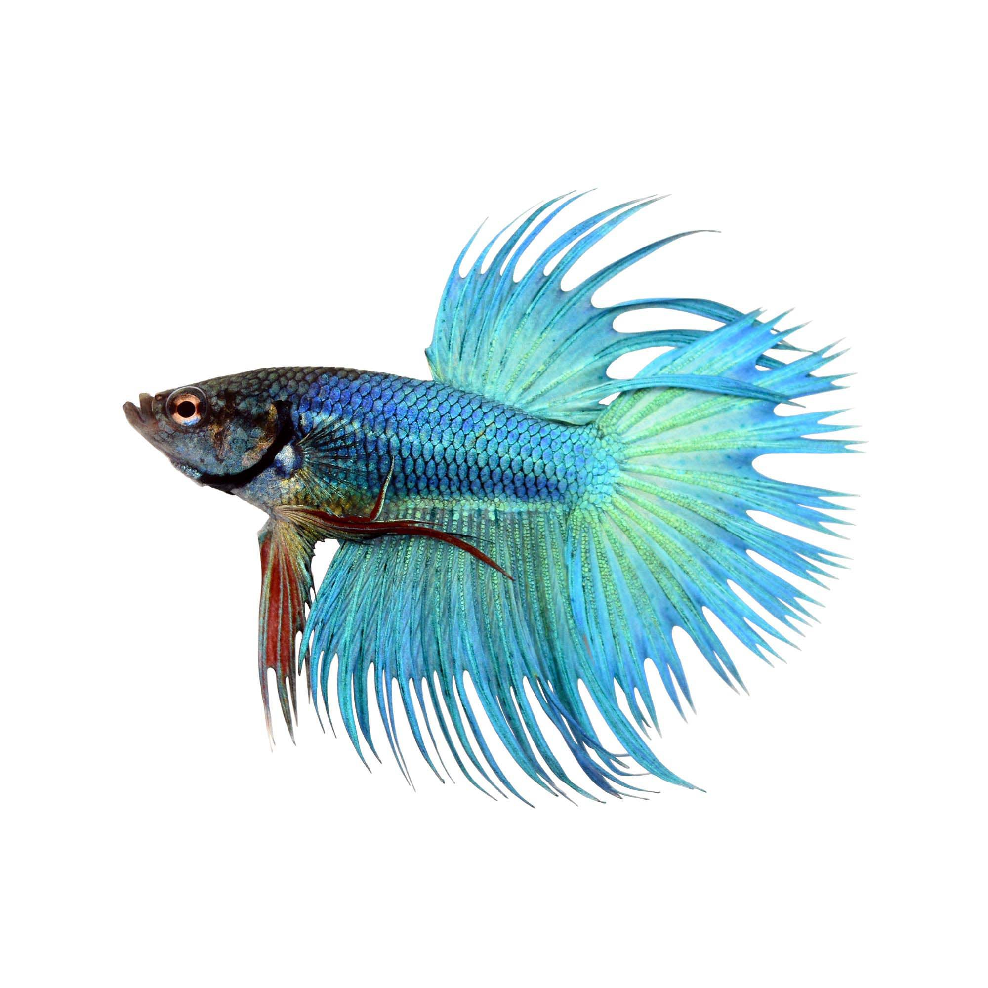 Green Male Crowntail Betta Petco