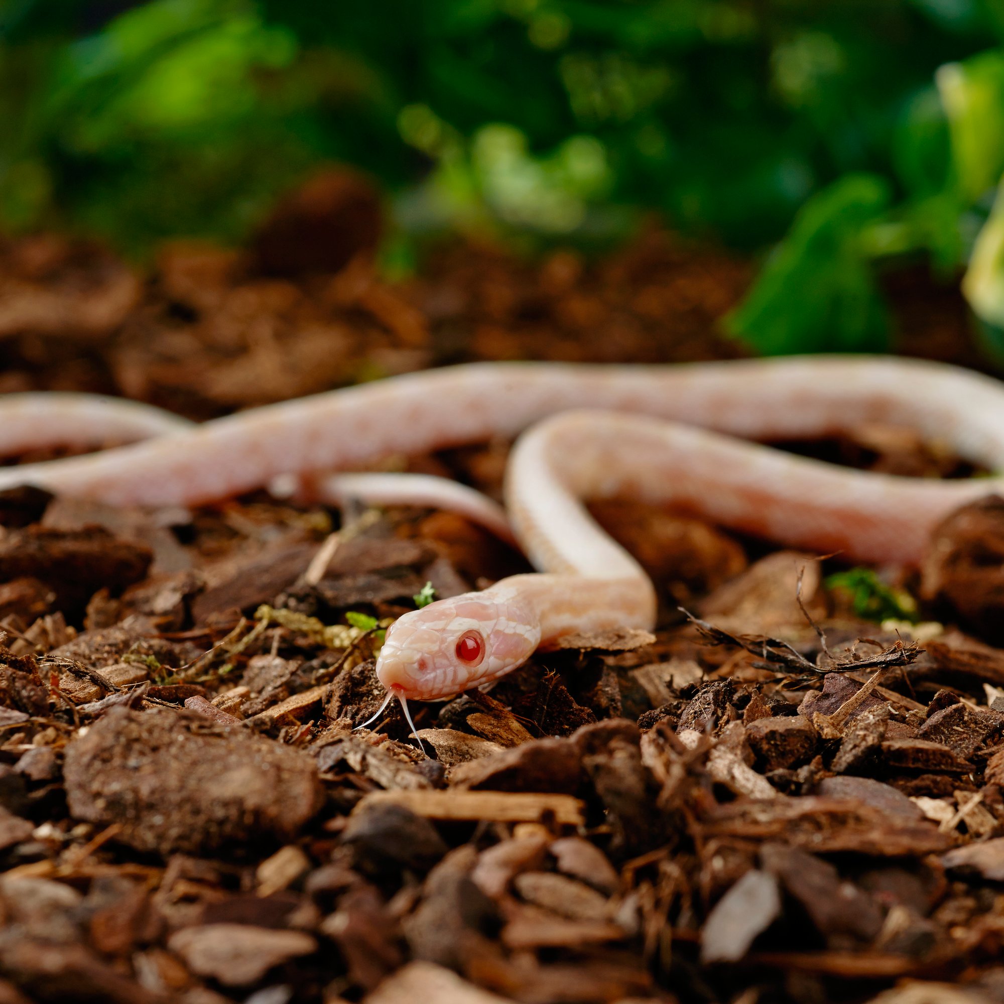 Bearded Dragons for Sale Buy Live Bearded Dragons for Sale Petco