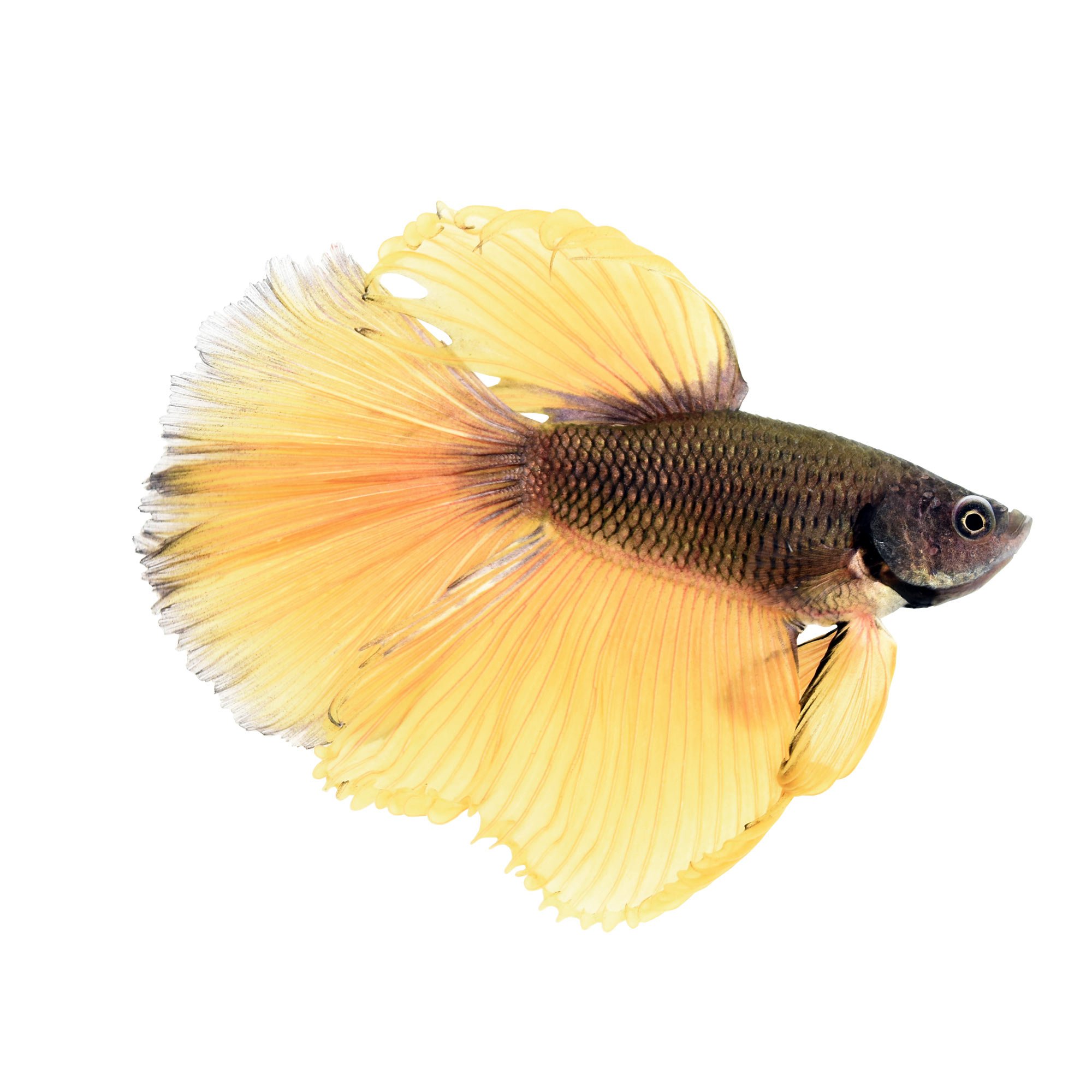 Bumblebee Betta Petco