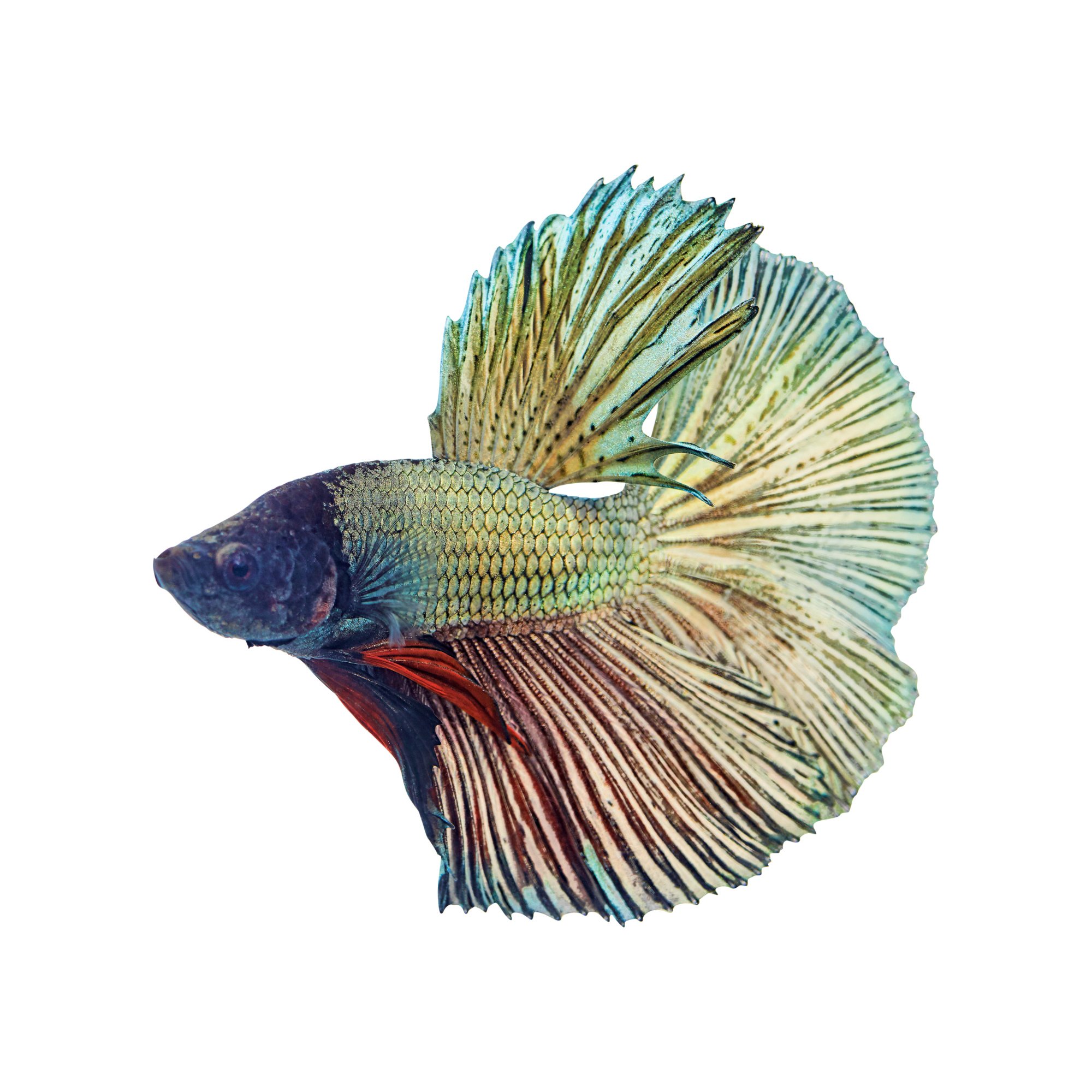 White Opal Betta Petco