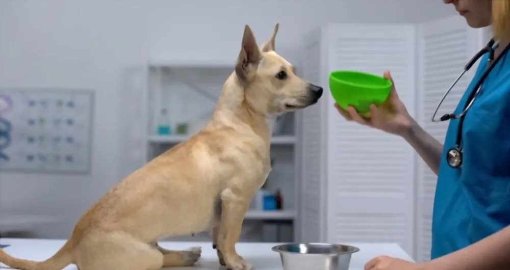 How Long Does Take for a Dog to Digest Food? Petco Dog