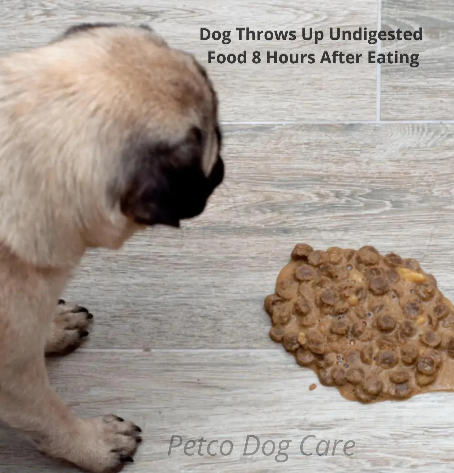 Why is my Dog Throwing Up Undigested Food? Petco Dog Care