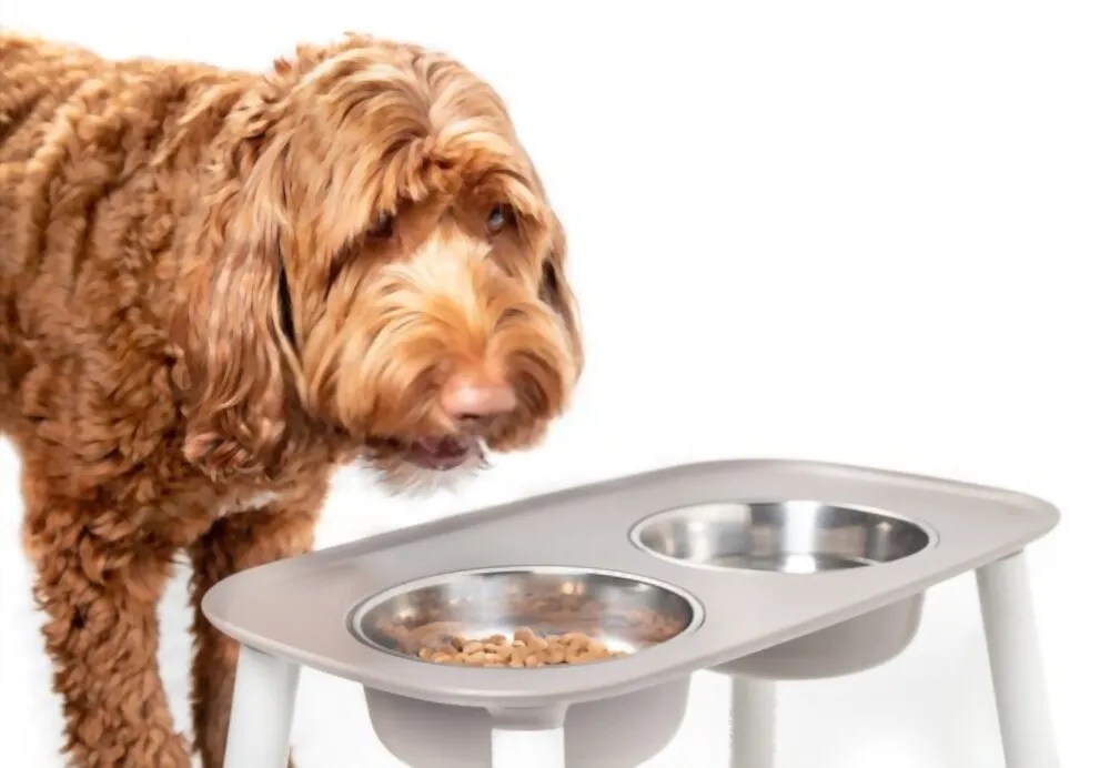 How Long Does Take for a Dog to Digest Food? Petco Dog