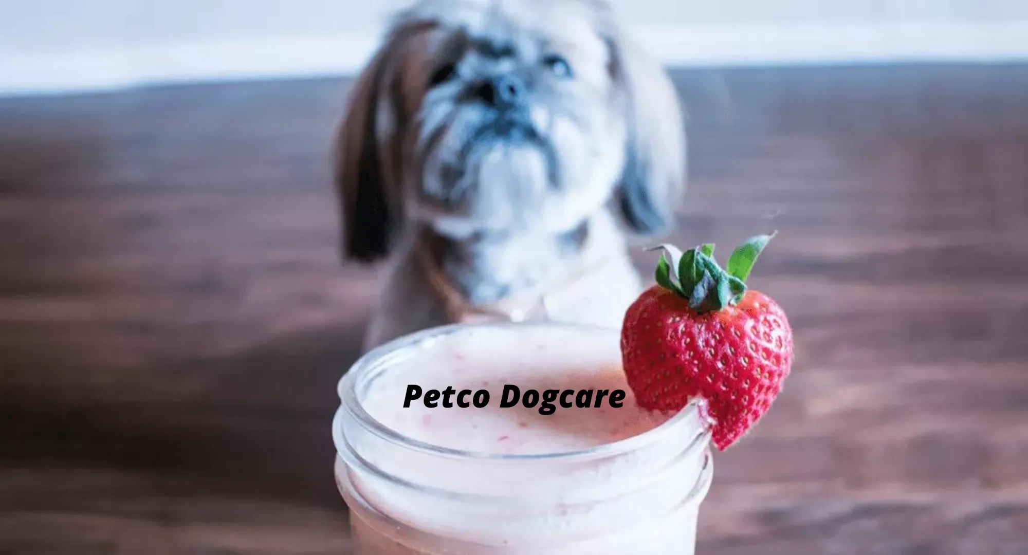What Brand of Yogurt is Good for Dogs? 5 Best Yogurts for Dogs in 2023