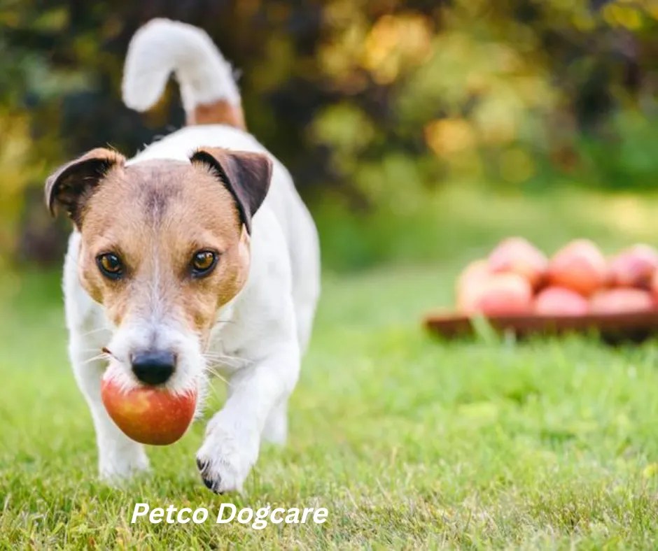 12 Best Human Food For Dogs ? What foods can dogs not eat? Petco Dog Care