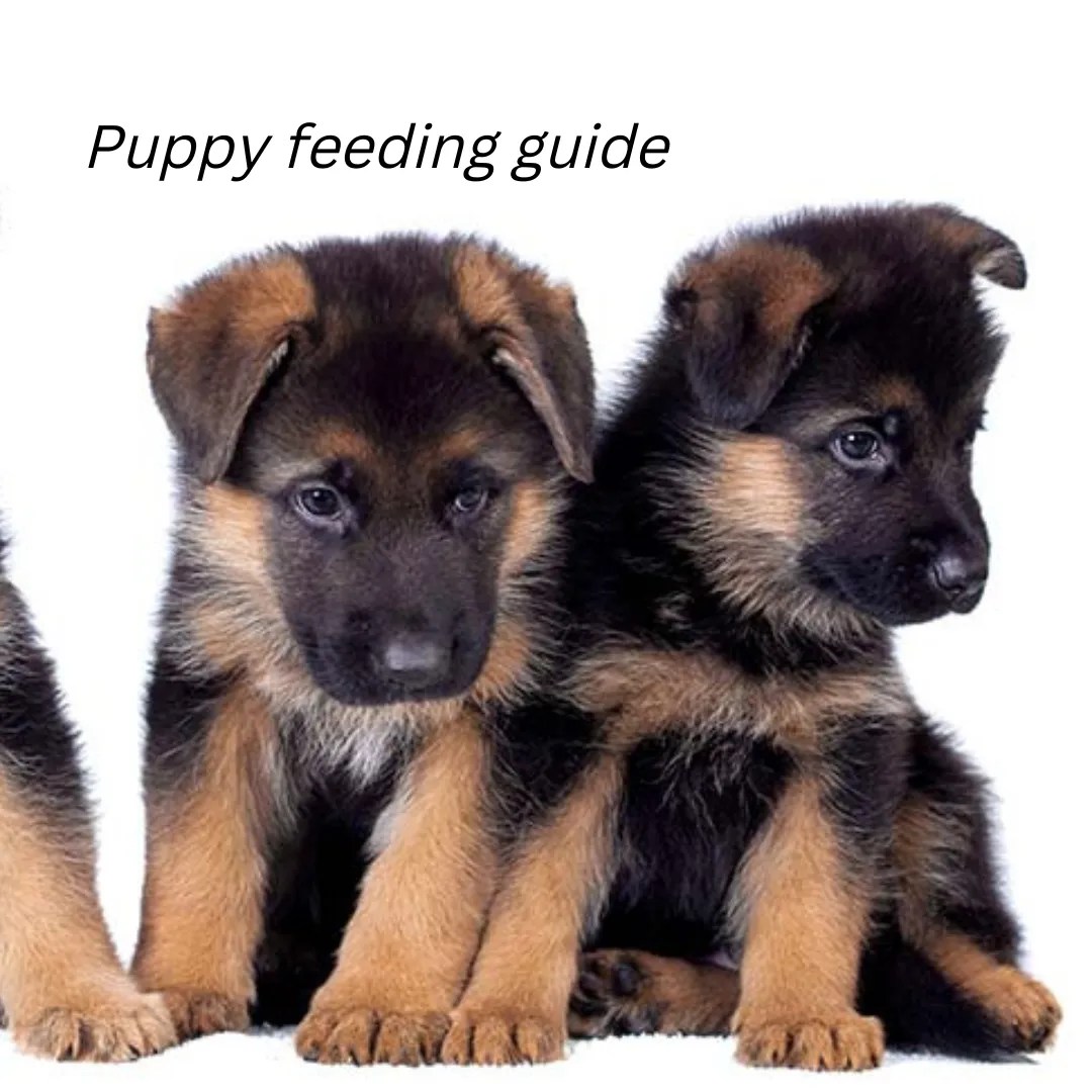 How Much to Feed a German Shepherd Puppy a Complete Puppy Feeding Guide