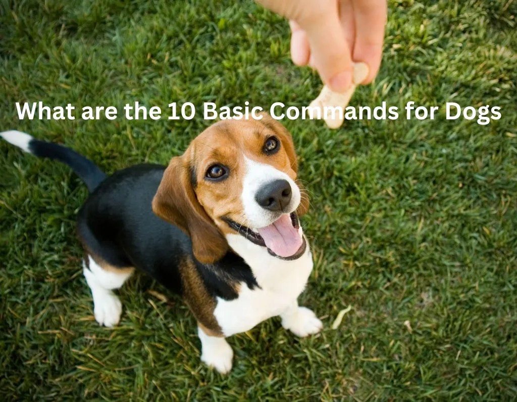 What are the 10 Basic Commands for Dogs? Petco Dog Care
