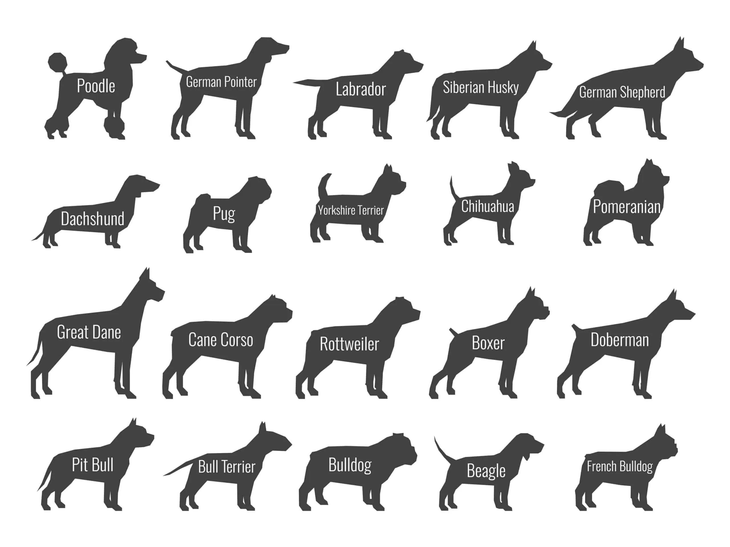 What does a Dog's Tail Position Mean? Petco Dog Care