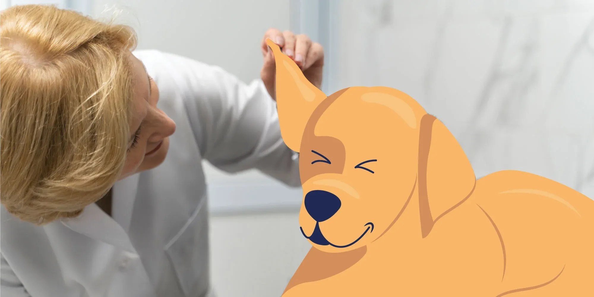 Bloody Dog Ear 6 Symptoms of Dog Bleeding from Ear . Petco Dog Care