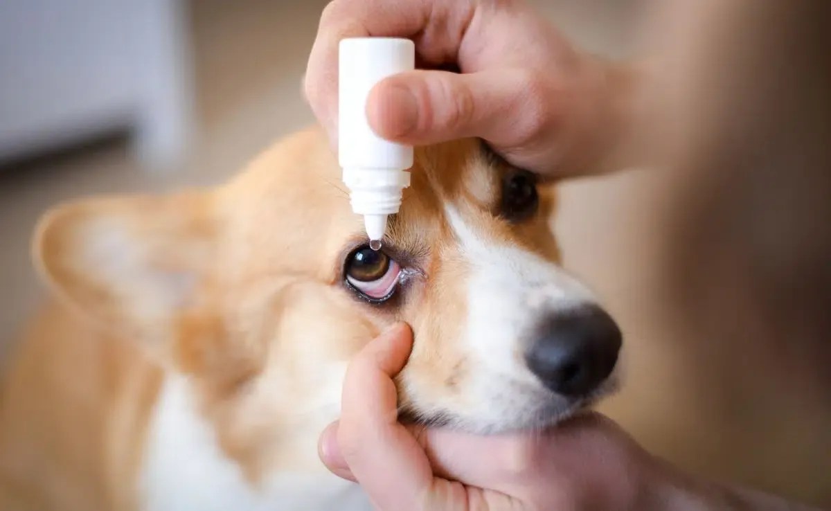 Can You Use Human Eye Drops On Dogs? 5 Tips To Clean Eye Infection At
