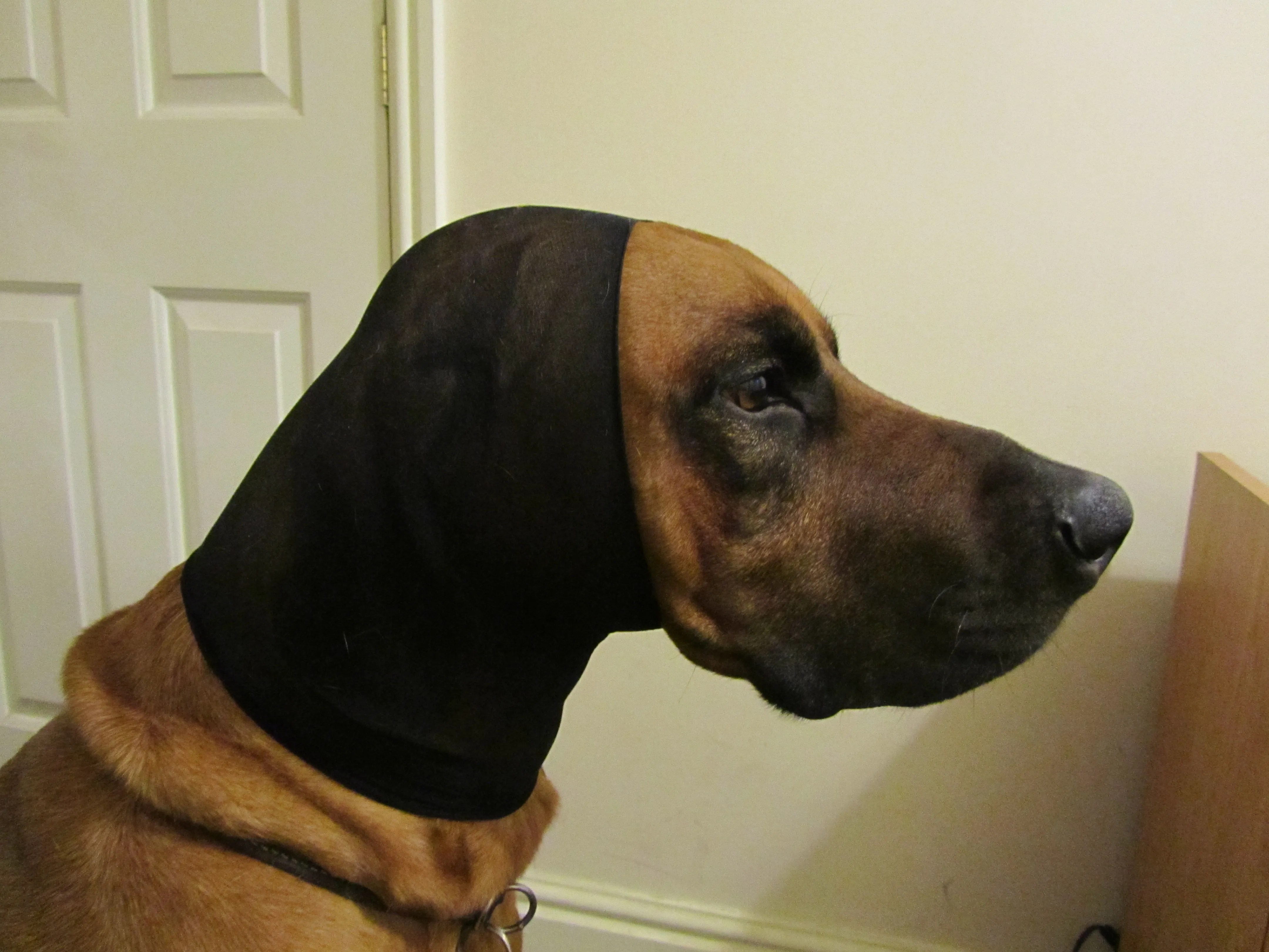 Bloody Dog Ear 6 Symptoms of Dog Bleeding from Ear . Petco Dog Care