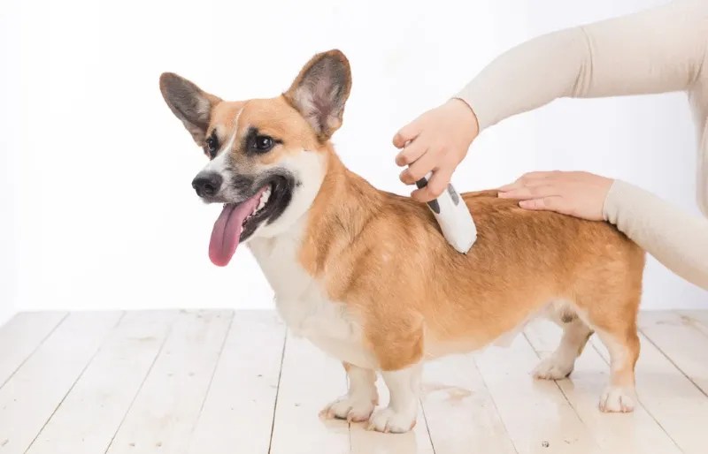 Do Shed ? 4 Reason Why Right For You ? Petco Dog Care