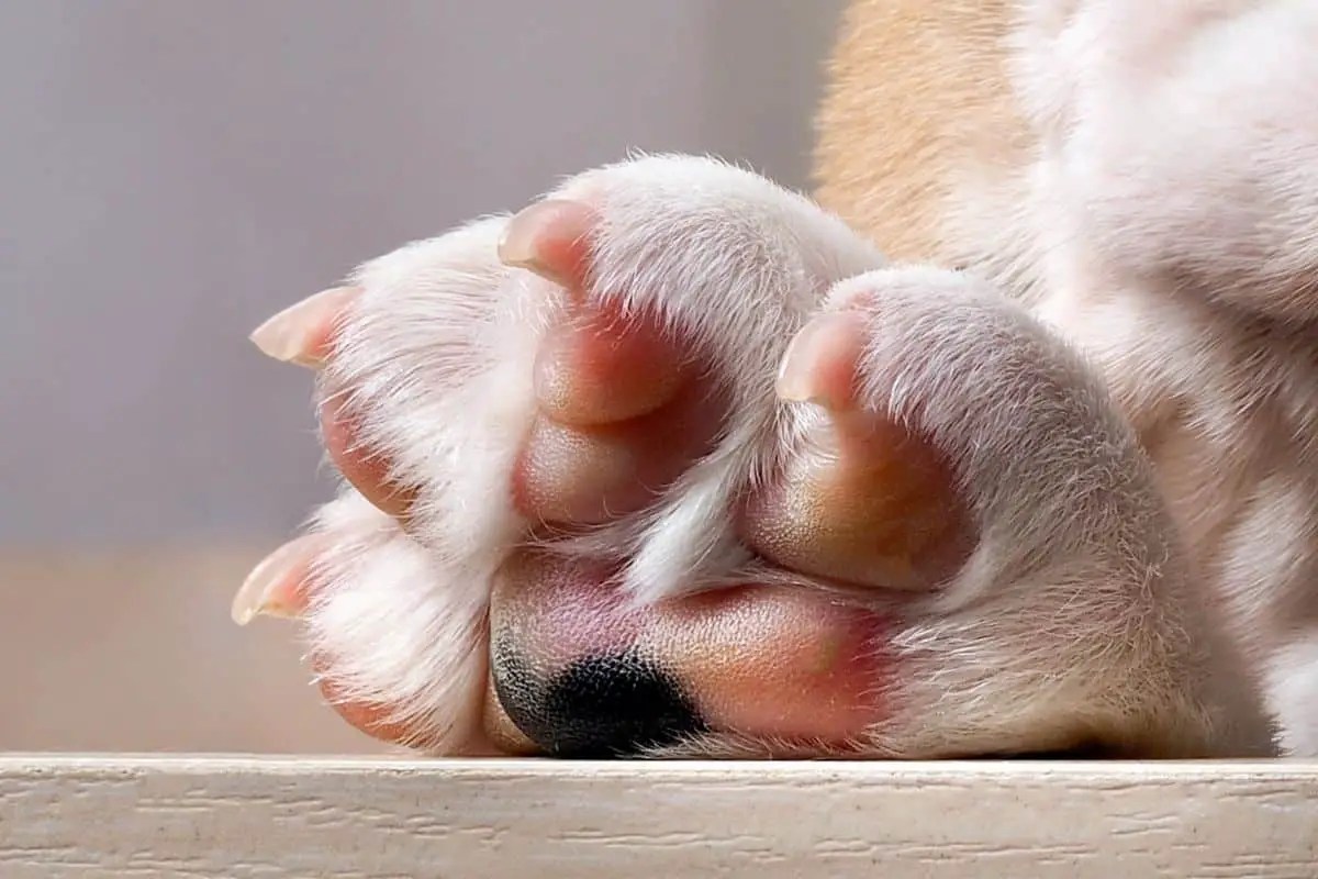 Why My Dog Has Pink Paw Pads? 5 Tips For Preventing Pink Paws . Petco Dog Care