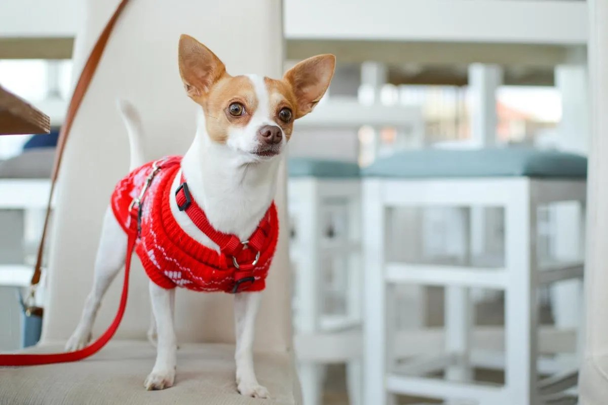 Behavior and Temperament of Chihuahua 6 Powerful Tips for Managing the