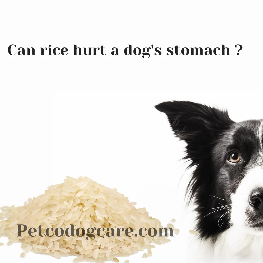 Can Dogs Eat Uncooked Rice? Exploring the Risks and Benefits Petco