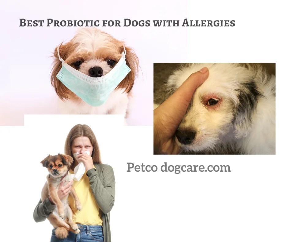 30 Best Probiotic for Dogs with Allergies and Infections. Petco Dog Care