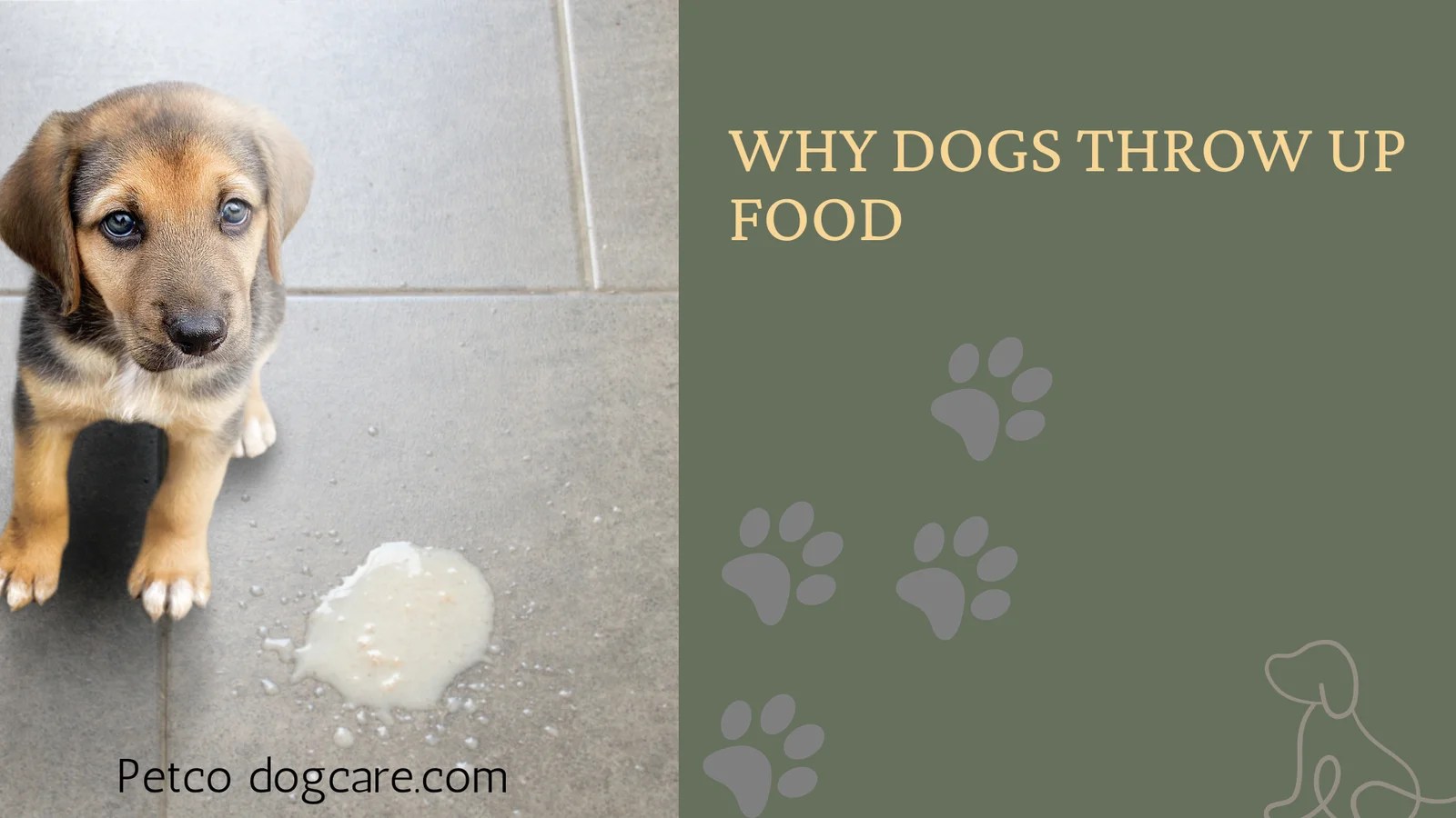 Why Dogs Throw Up Food. Understanding Colors and Concerns. Petco Dog Care