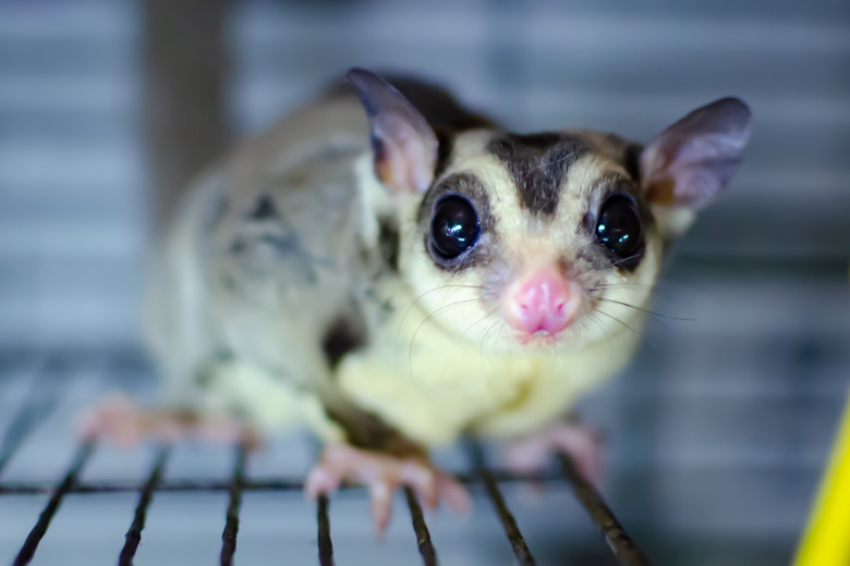 Diy Sugar Glider Cage / Sugar Glider Archives Clubfauna For sugar