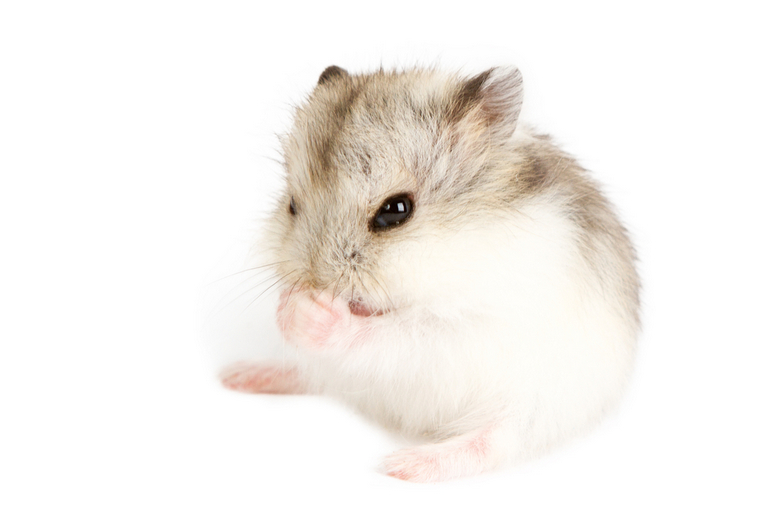 Best Rodent Pet for a Child [top 5 List] Pet Comments