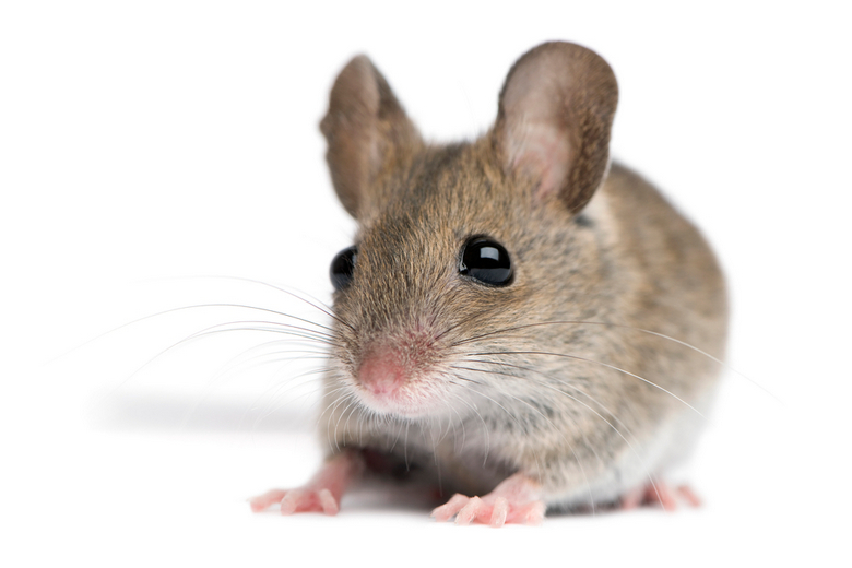 Best Rodent Pet for a Child [top 5 List] Pet Comments