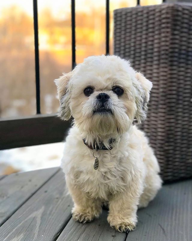 Teddy Bear Dog Zuchon [+8 Bonus Breeds] Pet Comments