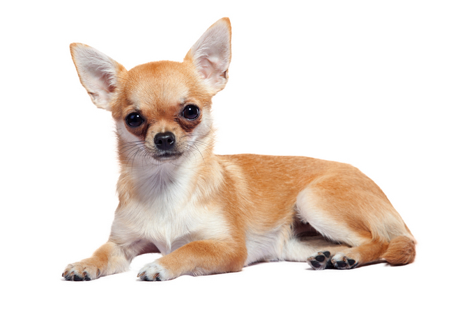 Top 10 Naughty Dog Breeds The Unpunishable Bad Boys!