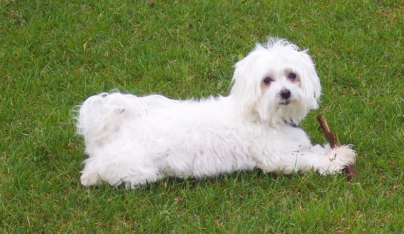 Top 13 long haired dog breeds will make you envy them