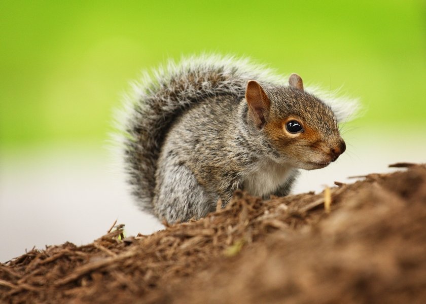 What Do Baby Squirrels Eat? Pet Comments