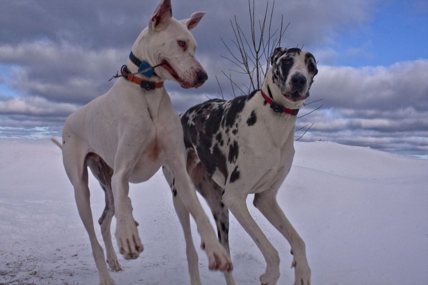 10 Strongest Dogs You Shouldn’t Dare To Mess With