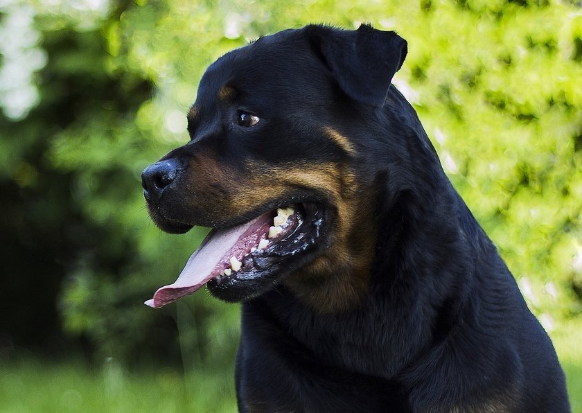 10 Strongest Dogs You Shouldn’t Dare To Mess With Pet Comments